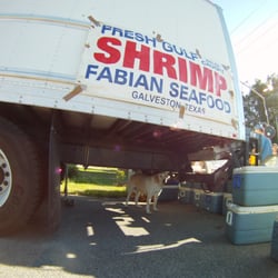 Fabian Seafood - Dog under truck