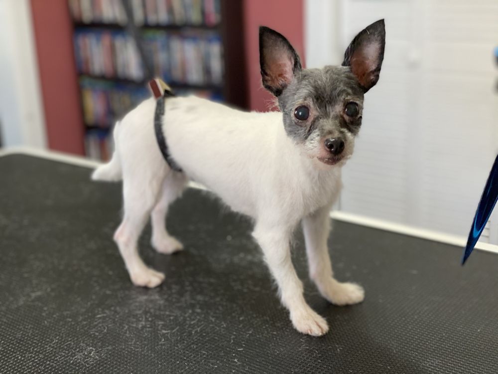 WAGGYTAILS DOG GROOMING Updated August 2024 46 Photos 721 W