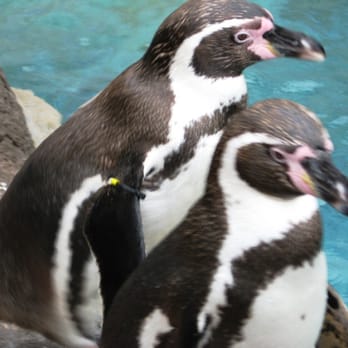 Zoo de Barcelona - Humboldt Penguins II - Zoos Near Me - Barcelona, B Zoo de Barcelona - Humboldt Penguins II - Zoos Near Me - Barcelona, B