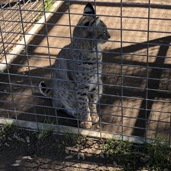 White Oak Wild Nights - My experience inside White Oaks and out. - Animal Shelters Near Me - Alpine, California