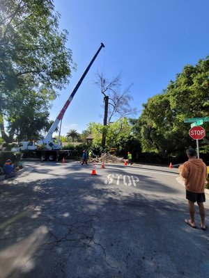 The Best Tree Management Co. in So. Cal - (562) 846-4639 Call or Text - This is what our clients say about us! Excellent service, fair prices, and unparalleled results! Let us show you what sets our family owned and operated business apart from the rest!!!