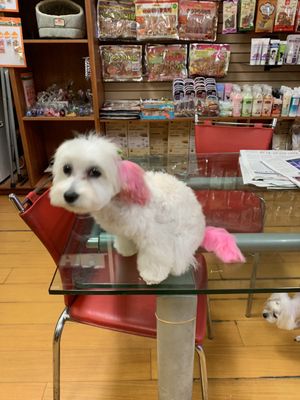 car protectors for dogs