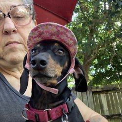 Dachshund Rescue of South Florida - The Queen
