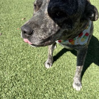 Woof Wash Waggin - Pet Groomers Near Me Woof Wash Waggin - Pet Groomers Near Me