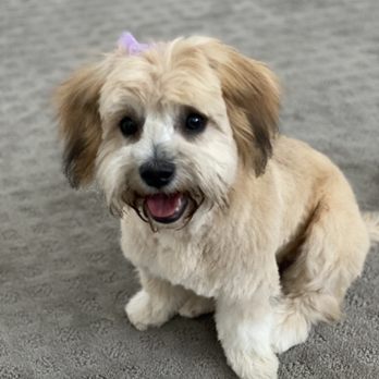 Styles Pet Grooming - After, she looks painfully adorable. - Pet Groomers Near Me - Yucaipa, California Styles Pet Grooming - After, she looks painfully adorable. - Pet Groomers Near Me - Yucaipa, California