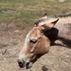 Manisses Animal Farm gift card