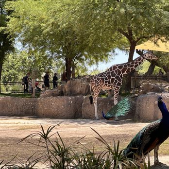 Reid Park Zoo - Giraffe enclosure with 3-4 peacocks and a few peahens - Zoos Near Me - Tucson, Arizona