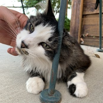 The Loubird Inn - Moki the cat - Hotels & Travel Near Me - Escalante, Utah The Loubird Inn - Moki the cat - Hotels & Travel Near Me - Escalante, Utah
