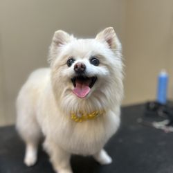 Tolonen Family Pet Shop