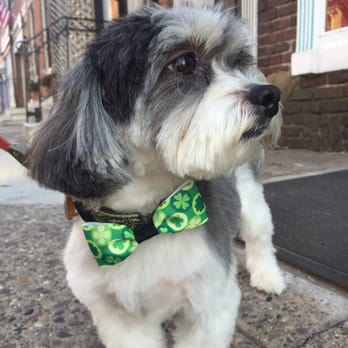 Doggie Style Pets - Looking good! They even put on the bow tie! - Pet Stores Near Me - Philadelphia, Pennsylvania