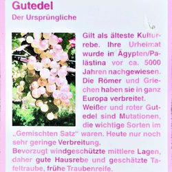 Stettener Stein - Gut und Edel sei der Wein... (04/2018)