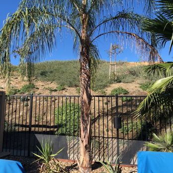 Ortega's Jr Tree Service - 5 year old queen palm - Tree Services Near Me - Riverside , California Ortega's Jr Tree Service - 5 year old queen palm - Tree Services Near Me - Riverside , California