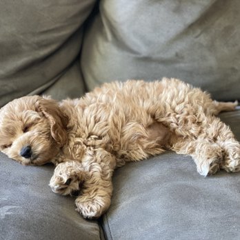 In Tune Dog Training - Pet Training Near Me In Tune Dog Training - Pet Training Near Me