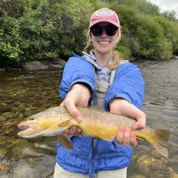 brown trout