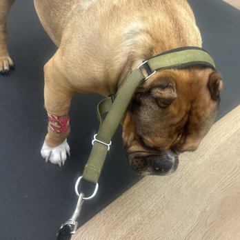 Revive Veterinary Care - Benji after his care .... - Veterinarians Near Me - San Carlos, California Revive Veterinary Care - Benji after his care .... - Veterinarians Near Me - San Carlos, California