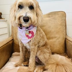 Lulu's Pet Salon And Spaw - Another beautiful grooming for Harley so she's now ready for the summer heat