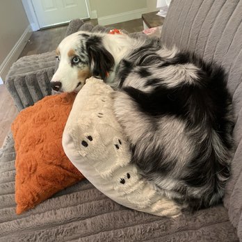 At Your Paws - My pup right after getting finished! So clean and soft!! - Pet Groomers Near Me At Your Paws - My pup right after getting finished! So clean and soft!! - Pet Groomers Near Me