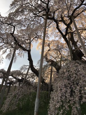 Miharu Takizakura by null