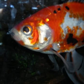 PetSmart - My Buddha boy! - Pet Stores Near Me - St Catharines, Ontario