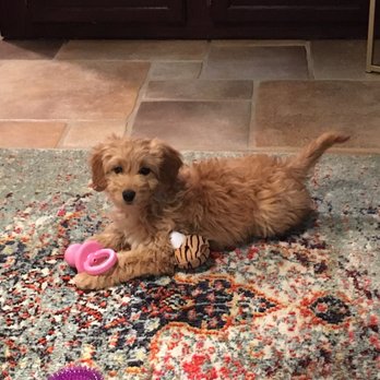 4E Kennels - Pet Breeders Near Me 4E Kennels - Pet Breeders Near Me