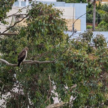 Cabrera Tree Care - Tree Services Near Me