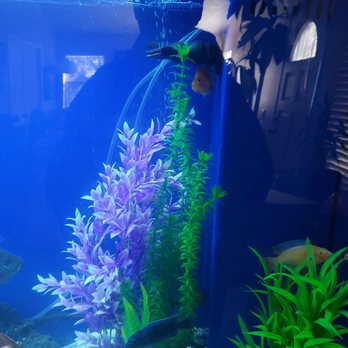 The Love Aquarium - Crystal clear - Aquarium Services Near Me - Escondido, California The Love Aquarium - Crystal clear - Aquarium Services Near Me - Escondido, California