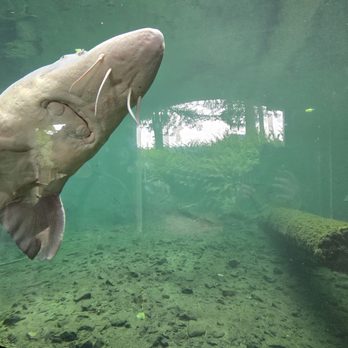 Bonneville Dam Fish Hatchery - Aquariums Near Me - Cascade Locks, Oregon