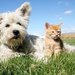 LTs Take a Break - Pet sitting
