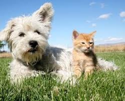 LTs Take a Break - pet boarding facility in Burleson, TX