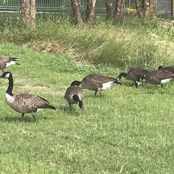 Mount Trashmore Park - Canadian Geese - Parks Near Me - Virginia Beach, Virginia