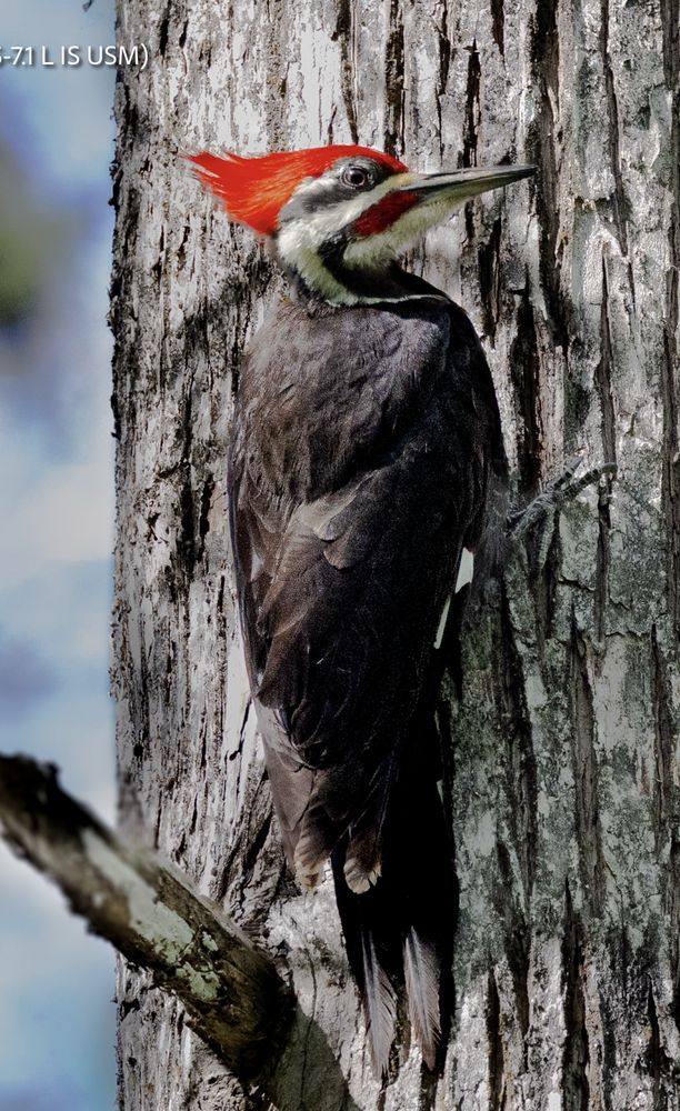 Audubon's Corkscrew Swamp Sanctuary Logo