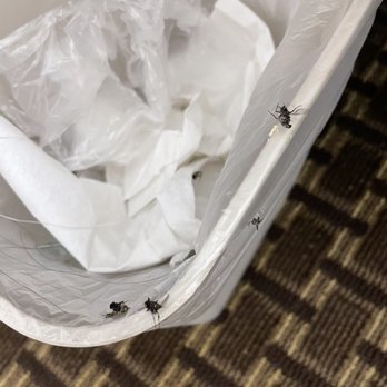 Baymont by Wyndham Cortez - 5 flies, 2 mosquitoes, and 1 ground critter found in our room at check in - too tired / late to move rooms :( - Hotels Near Me - Cortez, Colorado