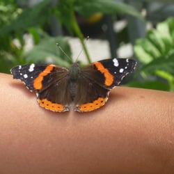 The Home Depot - Found a friend