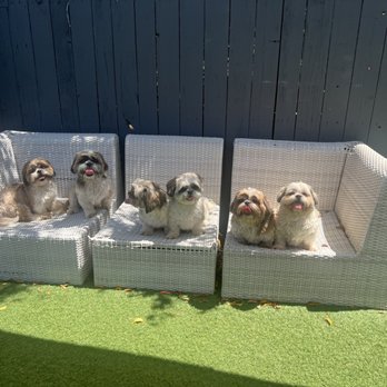 Dog Sitting by Ally - My Shih Tzu's - Pet Boarding Near Me