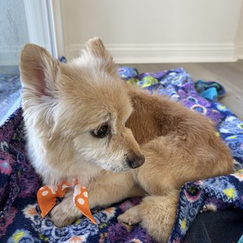 Pampered Paws Pet Grooming - Pet Groomers Near Me - Fillmore, California Pampered Paws Pet Grooming - Pet Groomers Near Me - Fillmore, California