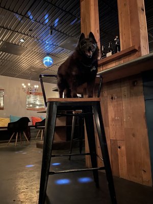 Cantine Winepub by null