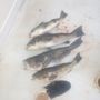 Photo of Daily Double Sportfishing