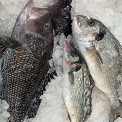 Blue Island Fish Market by null