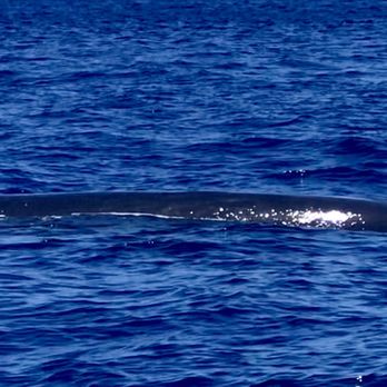 Alii Ocean Tours - Boat Charters Near Me - Kailua-Kona, Hawaii Alii Ocean Tours - Boat Charters Near Me - Kailua-Kona, Hawaii