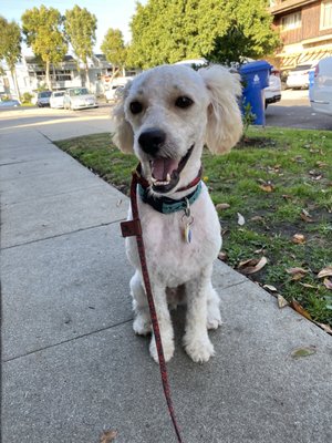 The Dog House by null