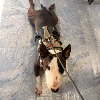 East Valley Animal Services - Boots S. Our new furever family member. - Animal Shelters Near Me - Van Nuys, California East Valley Animal Services - Boots S. Our new furever family member. - Animal Shelters Near Me - Van Nuys, California