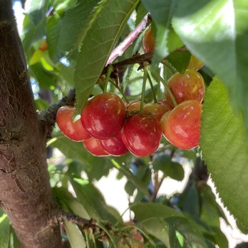 5 Star Cherries - Fruits & Veggies Near Me - Brentwood, California