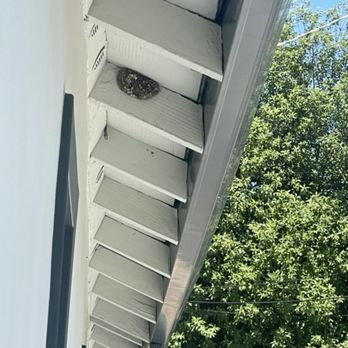 Hemer's Pest Control - Paper Wasp Nest - Pest Control Near Me - San Jose, California Hemer's Pest Control - Paper Wasp Nest - Pest Control Near Me - San Jose, California