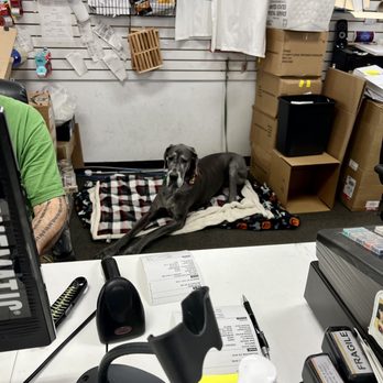 Qwik Pack And Ship - Sasha the Great Dane - Shipping Centers Near Me - Williamsburg, New York
