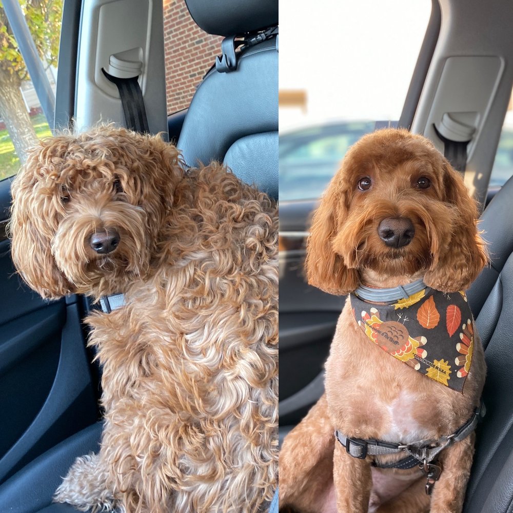 HAPPY DOG GROOMERS 26 Photos & 21 Reviews 5733 Buckeystown Pike