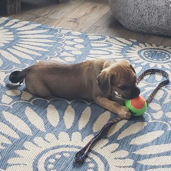 Cute Puggle - Best puppy EVER! - Pet Adoption Near Me - Fredericksburg, Ohio
