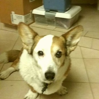 Doggi-Do's - My handsome boy Pippin. A happy Doggi Do customer. - Pet Groomers Near Me - Chino Hills, California Doggi-Do's - My handsome boy Pippin. A happy Doggi Do customer. - Pet Groomers Near Me - Chino Hills, California
