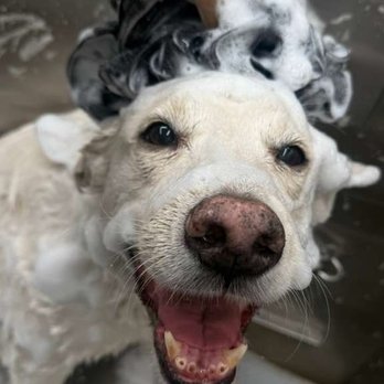 Sunset Grooming - Dog grooming - Pet Groomers Near Me