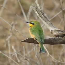 Ventures Birding Tours - Little Bee-Eater in South Africa