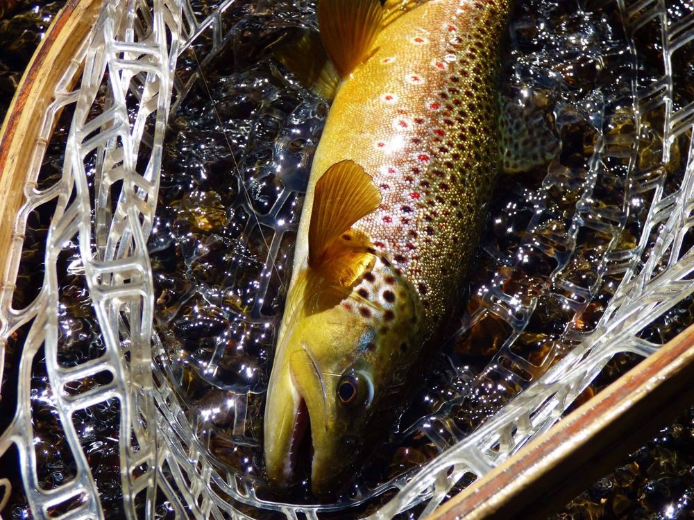 Quiet Fly Fisher Guide Service & Fly Shop Logo